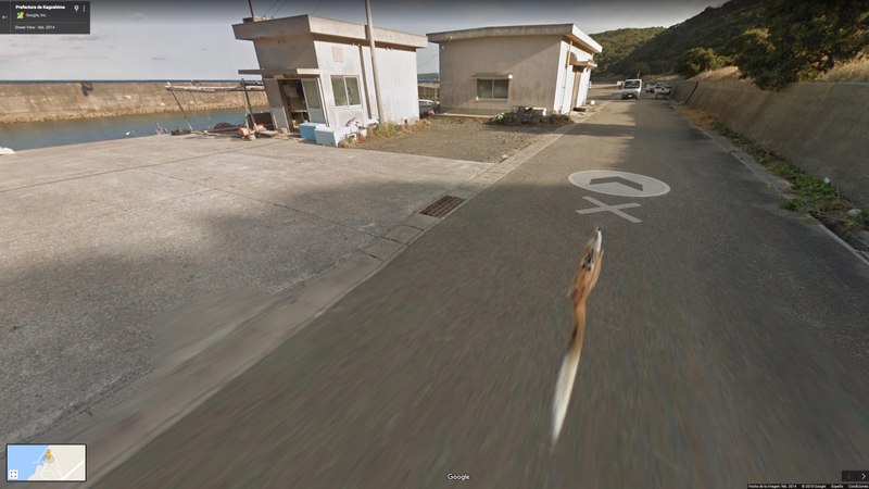 Illustration for article titled Este perro se las arreglĂł para salir en todas las fotos de Google Street View de una calle de JapĂłn